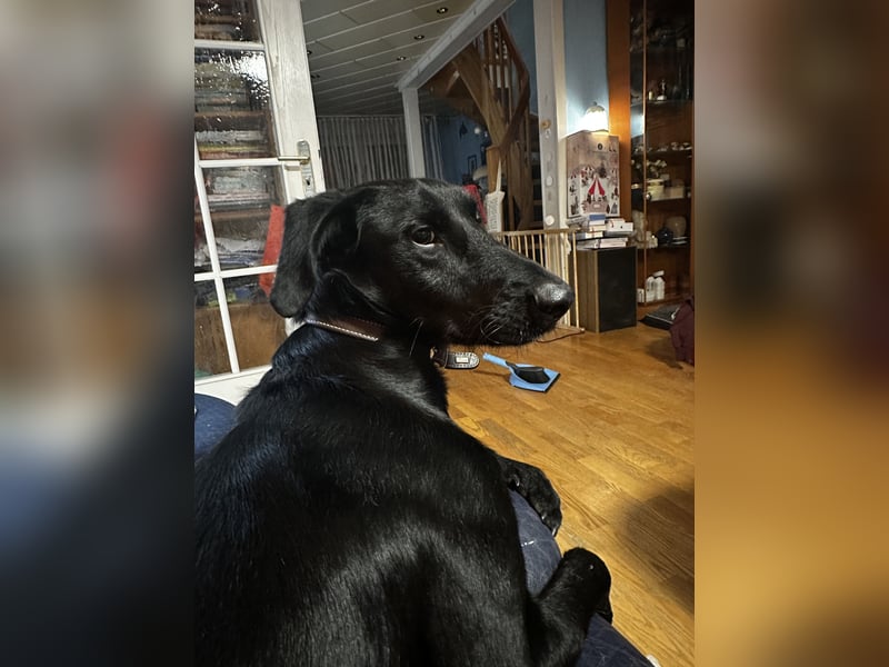 Labrador-Mischling