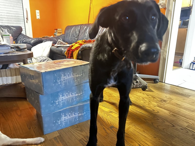 Labrador-Mischling