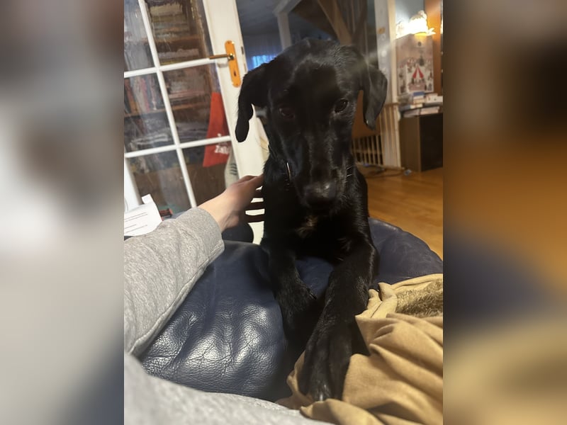 Labrador-Mischling