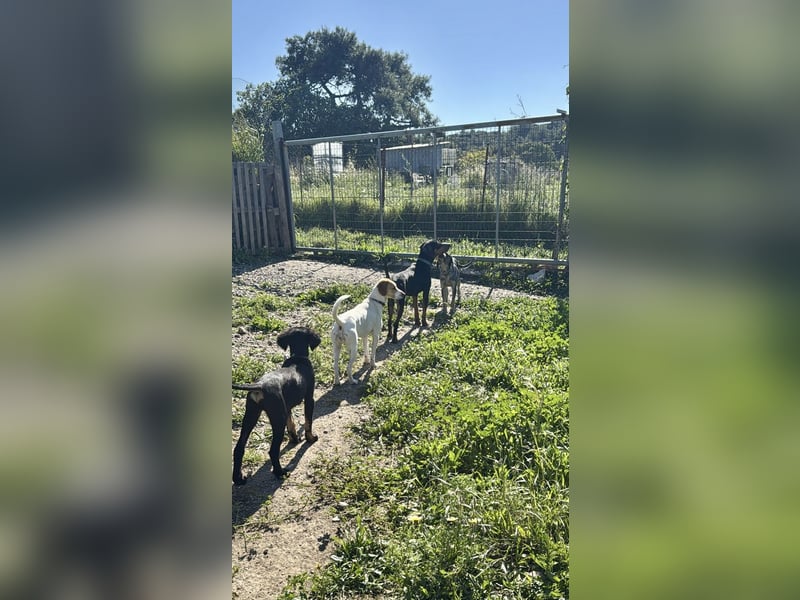 Griechischer Brackenmix MILO (2 Jahre) sucht eine Familie!