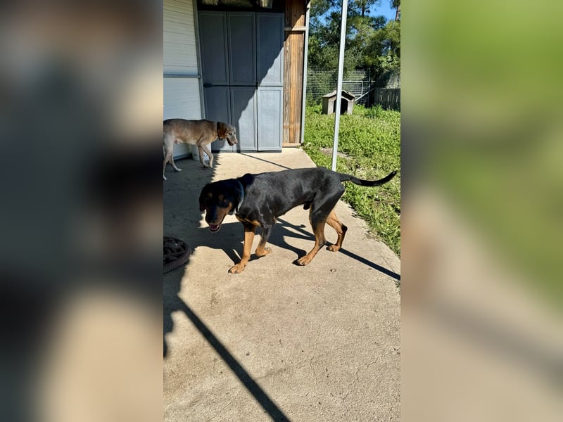 Griechischer Brackenmix MILO (2 Jahre) sucht eine Familie!