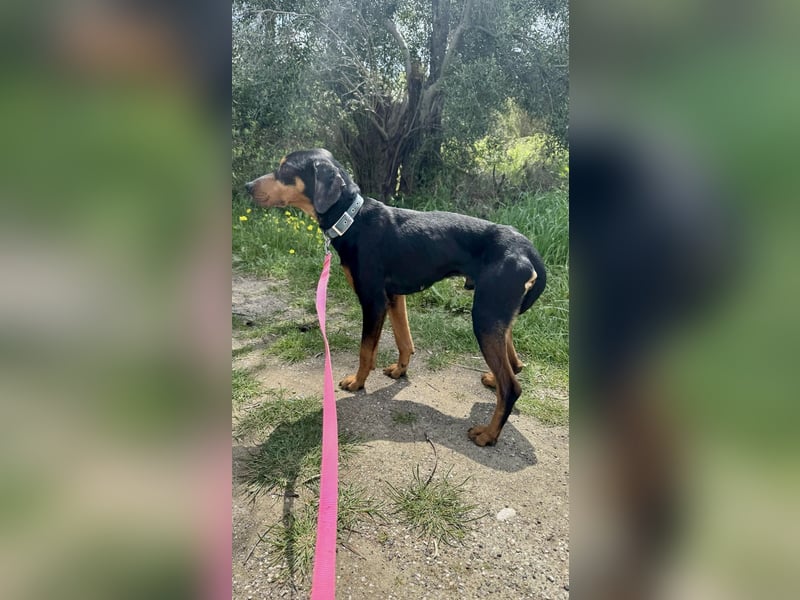 Griechischer Brackenmix MILO (2 Jahre) sucht eine Familie!