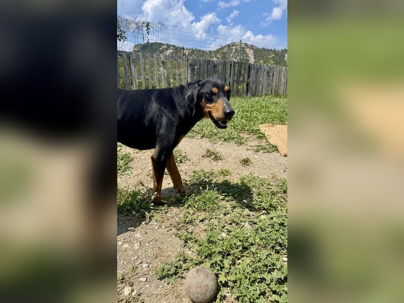 Griechischer Brackenmix MILO (2 Jahre) sucht eine Familie!