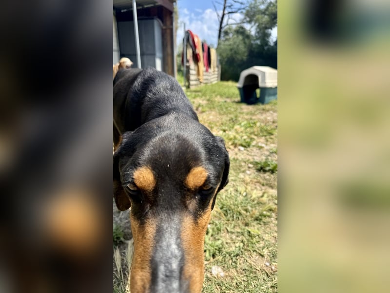 Griechischer Brackenmix MILO (2 Jahre) sucht eine Familie!