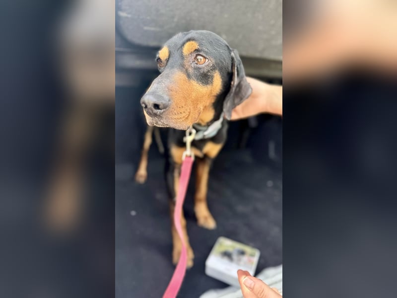 Griechischer Brackenmix MILO (2 Jahre) sucht eine Familie!