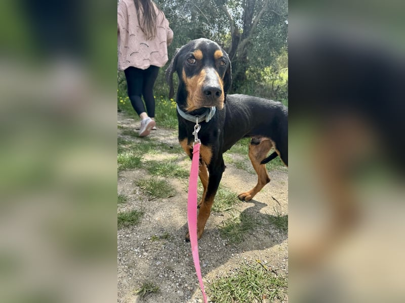 Griechischer Brackenmix MILO (2 Jahre) sucht eine Familie!