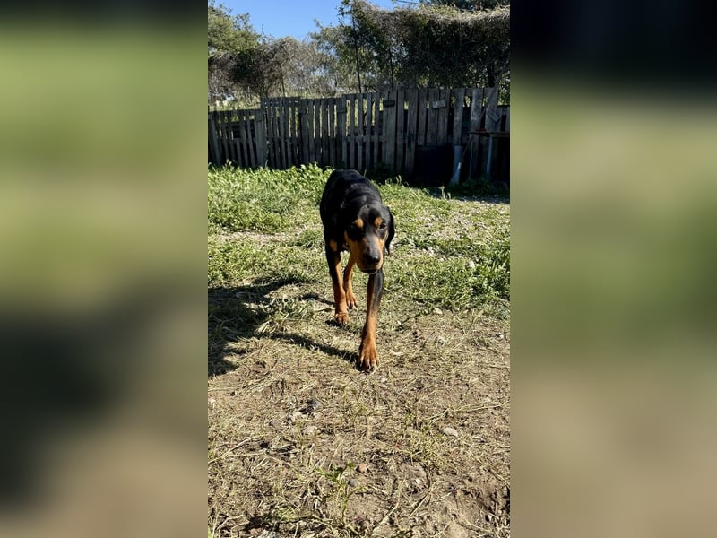 Griechischer Brackenmix MILO (2 Jahre) sucht eine Familie!