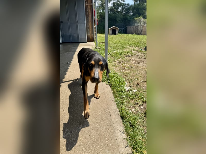 Griechischer Brackenmix MILO (2 Jahre) sucht eine Familie!