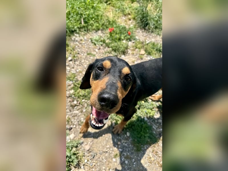 Griechischer Brackenmix MILO (2 Jahre) sucht eine Familie!