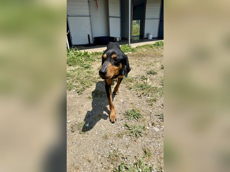 Griechischer Brackenmix MILO (2 Jahre) sucht eine Familie!