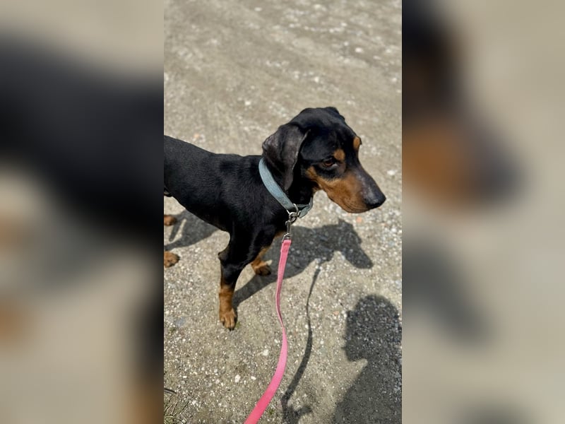 Griechischer Brackenmix MILO (2 Jahre) sucht eine Familie!