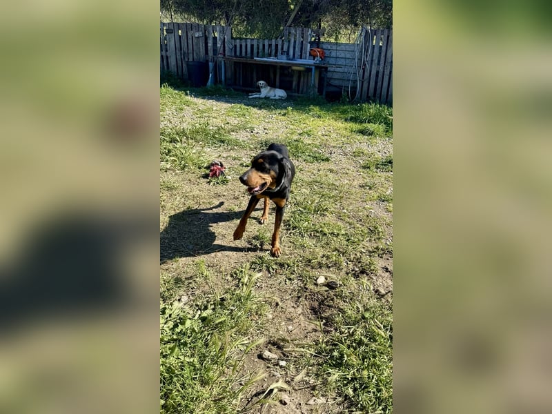 Griechischer Brackenmix MILO (2 Jahre) sucht eine Familie!
