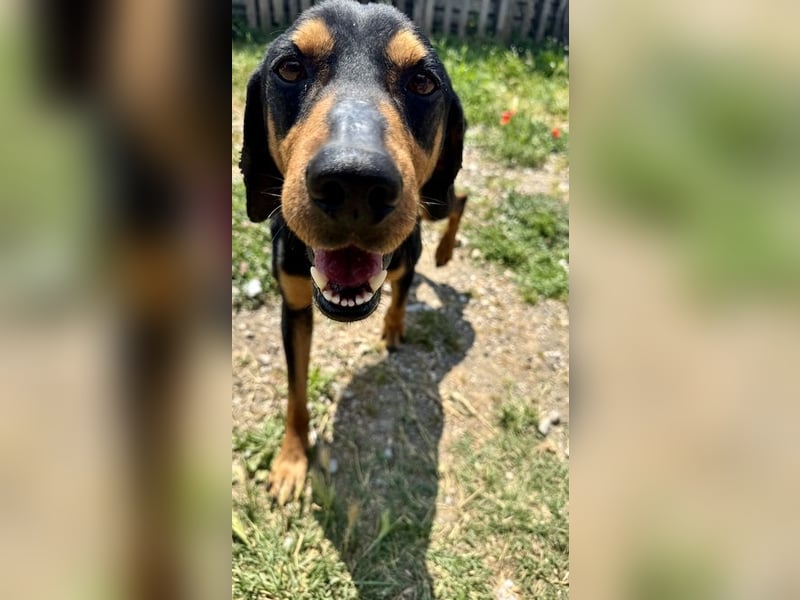 Griechischer Brackenmix MILO (2 Jahre) sucht eine Familie!
