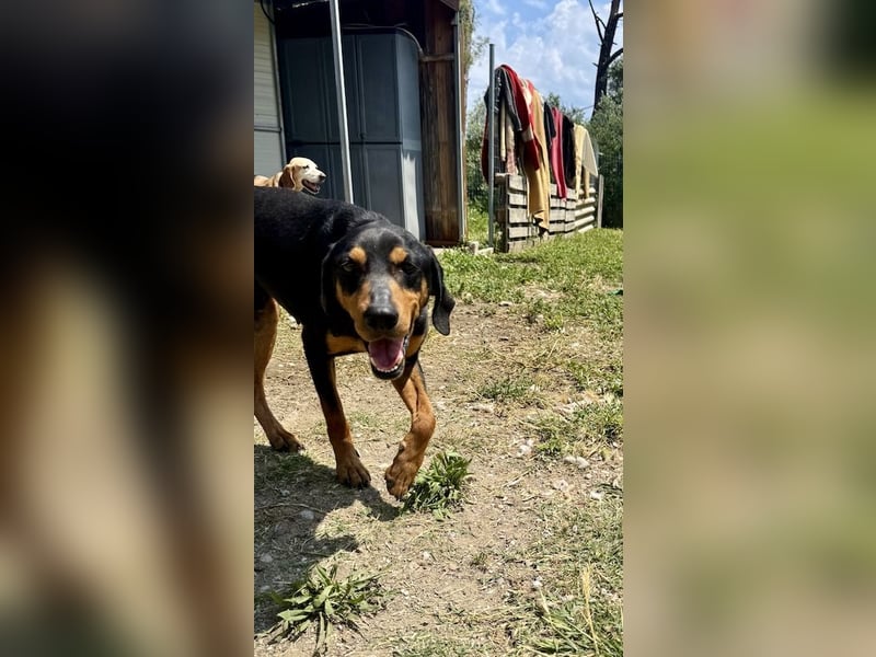 Griechischer Brackenmix MILO (2 Jahre) sucht eine Familie!