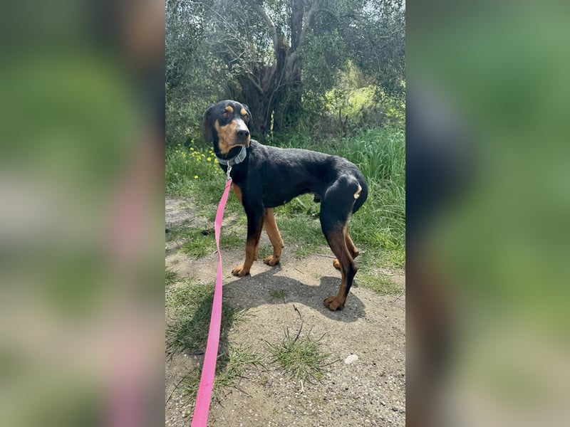 Griechischer Brackenmix MILO (2 Jahre) sucht eine Familie!
