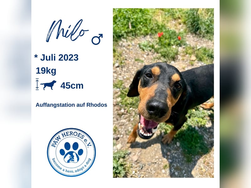 Griechischer Brackenmix MILO (2 Jahre) sucht eine Familie!