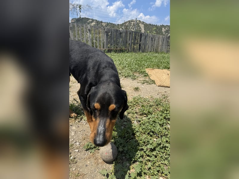 Griechischer Brackenmix MILO (2 Jahre) sucht eine Familie!