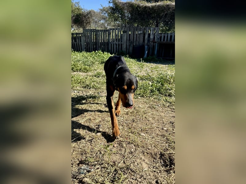 Griechischer Brackenmix MILO (2 Jahre) sucht eine Familie!