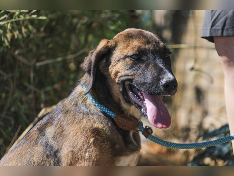 Piston, Mix Labrador / Schäferhund, lieb und sozial