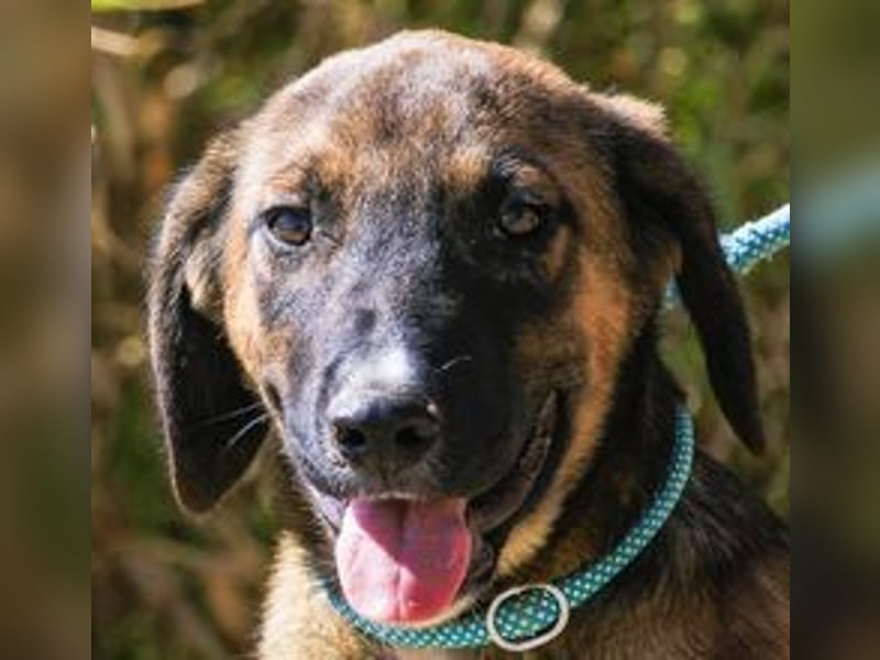 Piston, Mix Labrador / Schäferhund, lieb und sozial