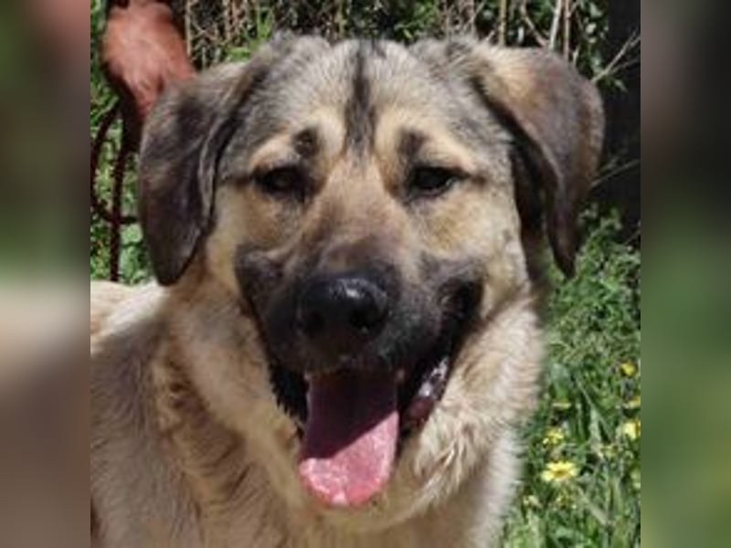 Lovis, Mix Labrador / Rafeiro Alentejano