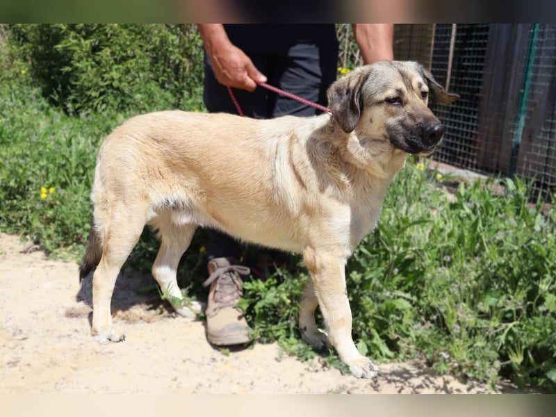 Lovis, Mix Labrador / Rafeiro Alentejano