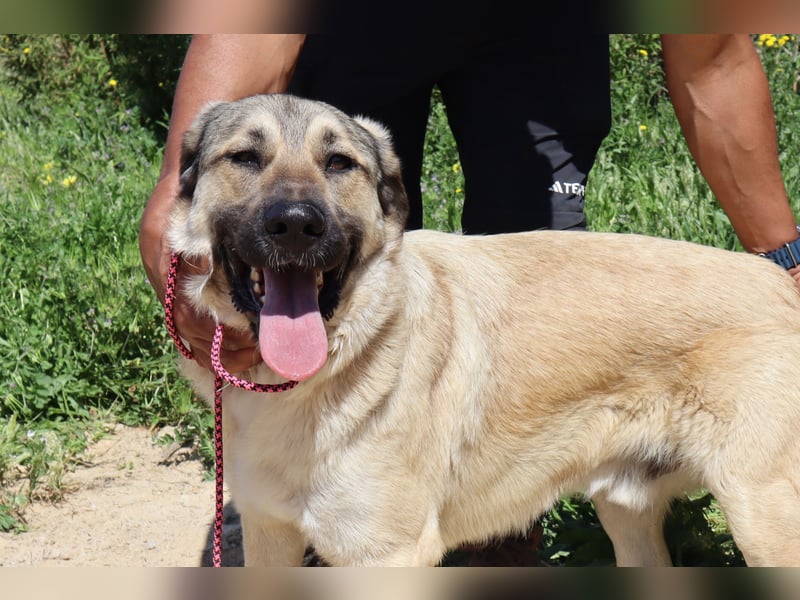 Lovis, Mix Labrador / Rafeiro Alentejano
