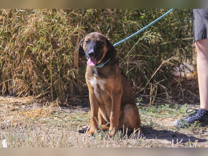 Piston, Mix Labrador / Schäferhund, lieb und sozial