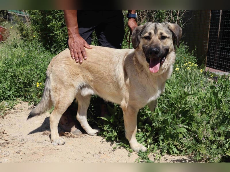 Lovis, Mix Labrador / Rafeiro Alentejano