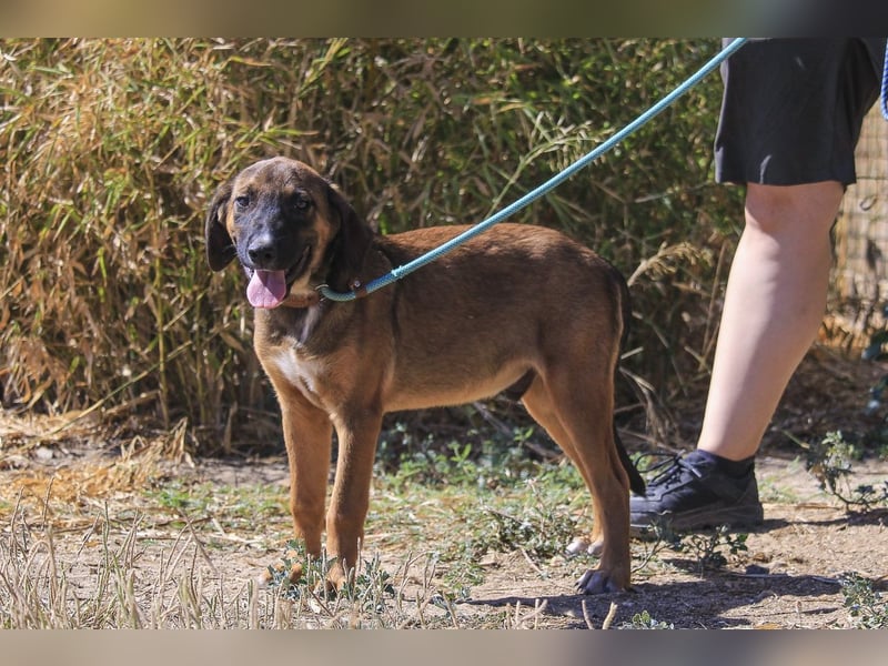 Piston, Mix Labrador / Schäferhund, lieb und sozial