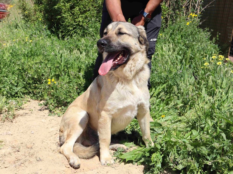 Lovis, Mix Labrador / Rafeiro Alentejano