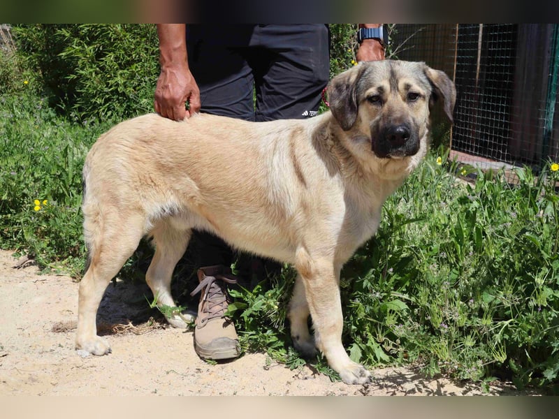 Lovis, Mix Labrador / Rafeiro Alentejano