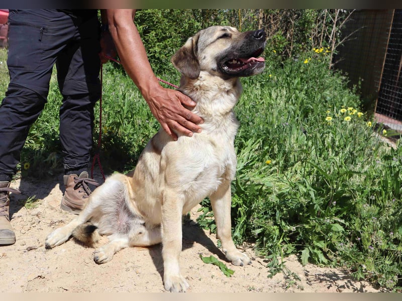 Lovis, Mix Labrador / Rafeiro Alentejano