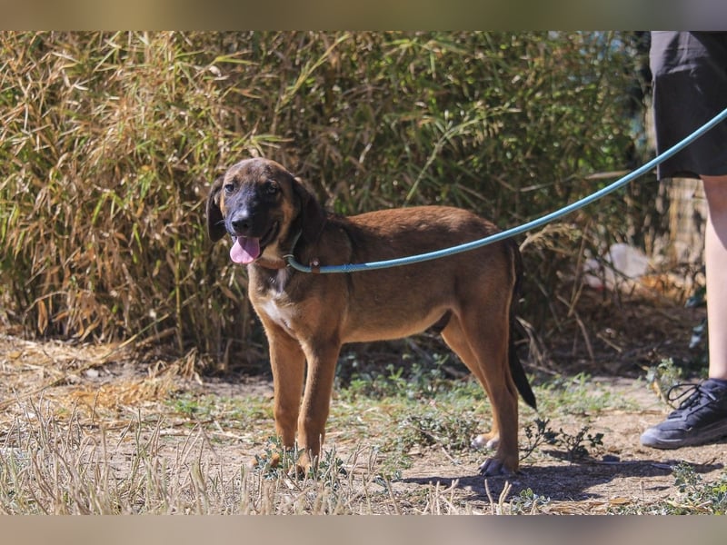 Piston, Mix Labrador / Schäferhund, lieb und sozial