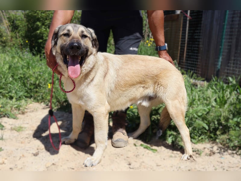 Lovis, Mix Labrador / Rafeiro Alentejano