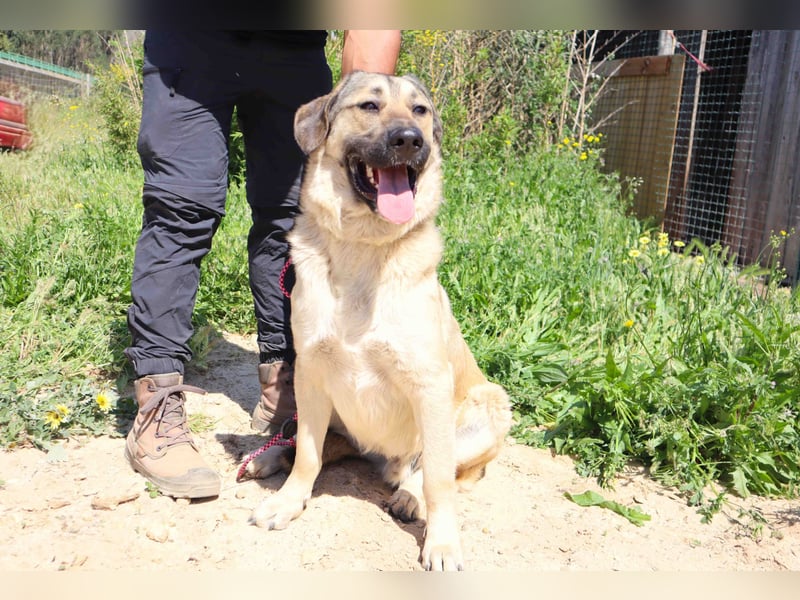 Lovis, Mix Labrador / Rafeiro Alentejano