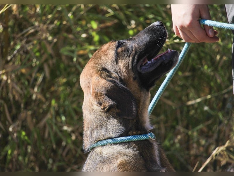 Piston, Mix Labrador / Schäferhund, lieb und sozial