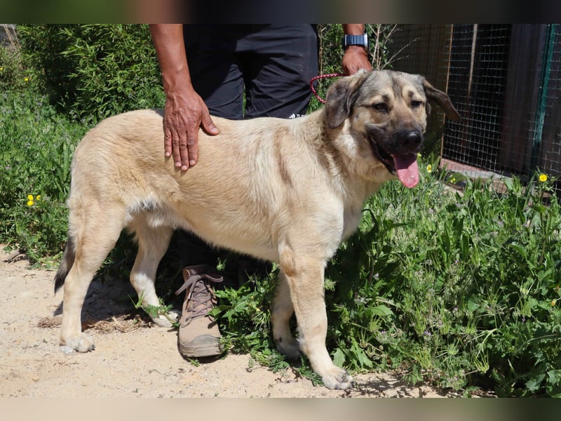 Lovis, Mix Labrador / Rafeiro Alentejano