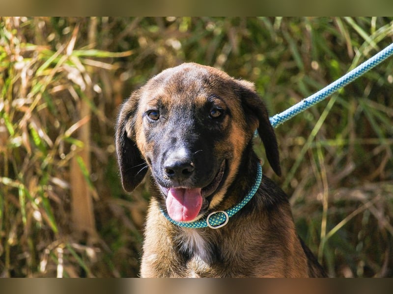 Piston, Mix Labrador / Schäferhund, lieb und sozial
