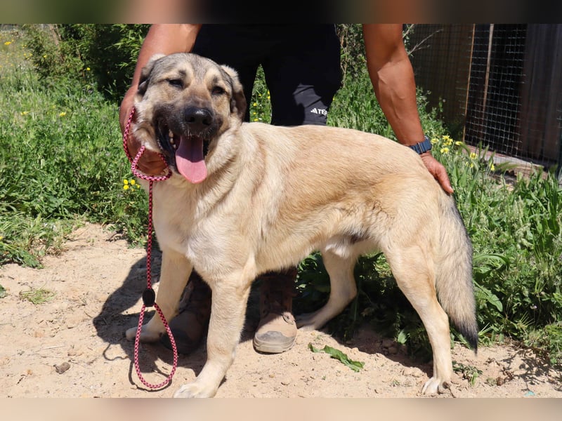 Lovis, Mix Labrador / Rafeiro Alentejano