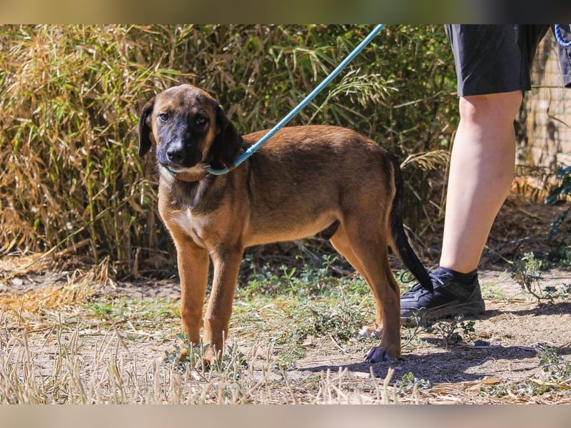 Piston, Mix Labrador / Schäferhund, lieb und sozial
