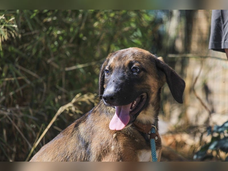 Piston, Mix Labrador / Schäferhund, lieb und sozial