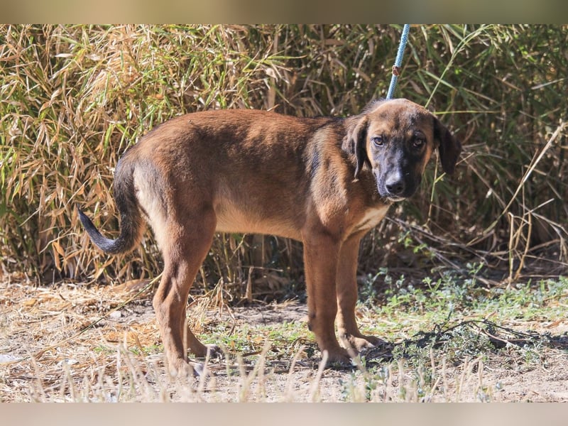 Piston, Mix Labrador / Schäferhund, lieb und sozial