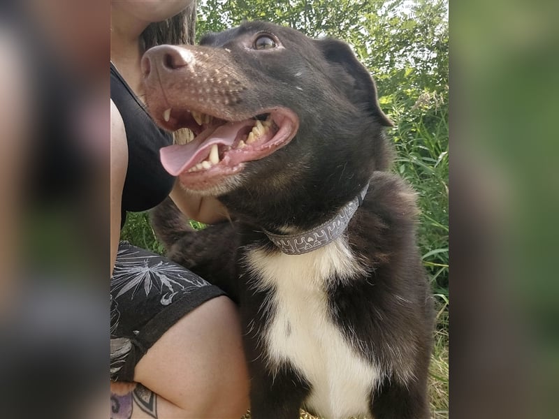 Zorro ein unglaublich lieber Hund