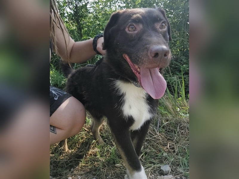 Zorro ein unglaublich lieber Hund