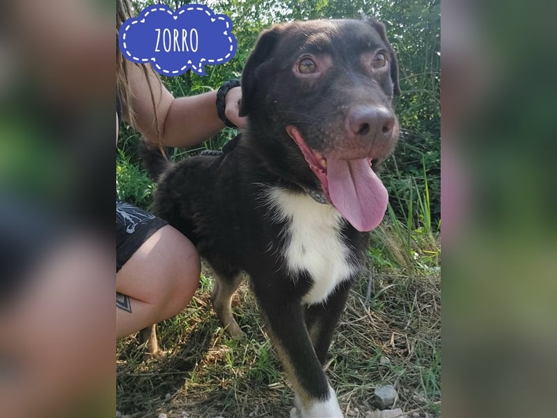 Zorro ein unglaublich lieber Hund