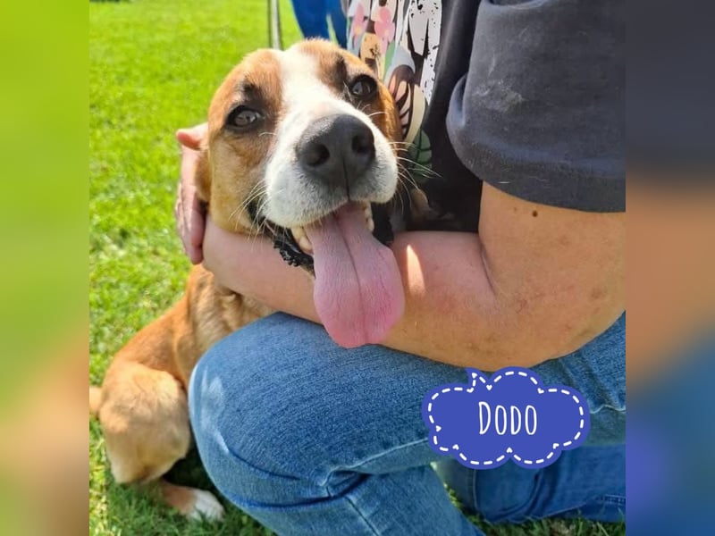 Dodo ein sehr lieber Bub