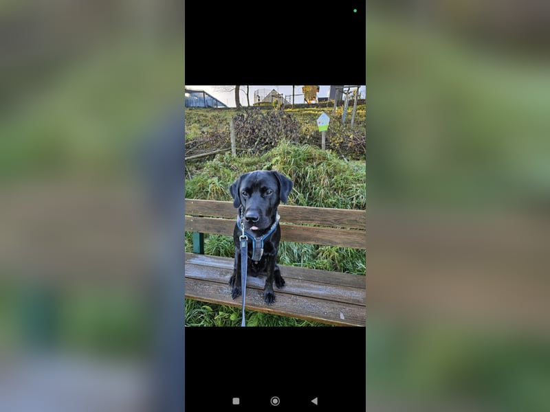 Liebevollen Labrador Retriever in gute Hände abzugeben