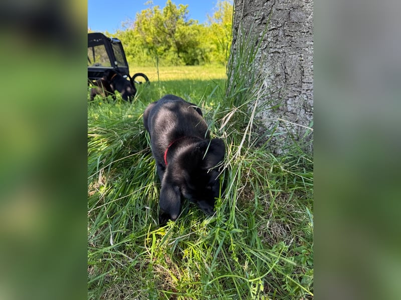 1 reinrassiger  süßer Labrador Welpe sucht noch sein zu Hause