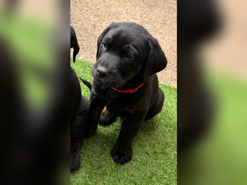 1 reinrassiger  süßer Labrador Welpe sucht noch sein zu Hause